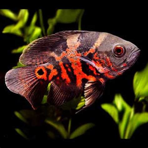 Buy Tiger Oscar Aquarium Fish Baby Online