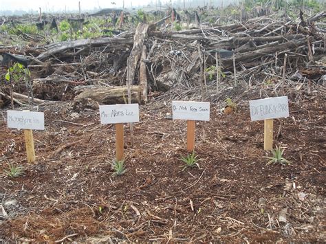 Adapun jenis tanaman palawija adalah sebagai berikut Coretan Rimbawan UR: Agfo Forestry Tanaman Tahunan dengan ...