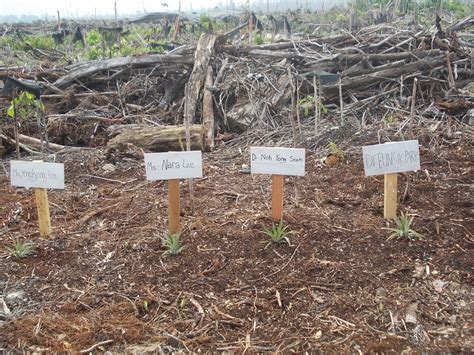 Karena kadar asam yang tinggi serta proses. Coretan Rimbawan UR: Agfo Forestry Tanaman Tahunan dengan ...