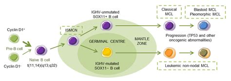 Cancers Free Full Text Management Of Drug Resistance In Mantle Cell
