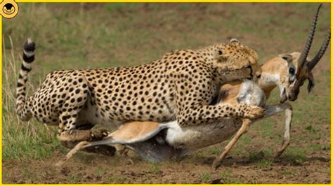 10 Times Cheetahs Took Down Their Prey Youtube