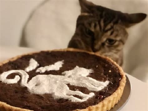 There are various feline diseases that can't be tested for and there is no cure. How Long Can A Cat Go Without Eating Food Or Drinking Water?