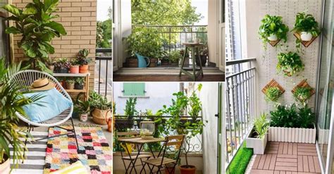Easy To Grow Low Maintenance Balcony Plants Greenkosh