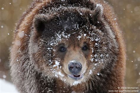 Snowy Grizzly Animals Bear National Wildlife Federation