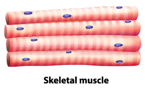 Muscle Tissue - SCIENTIST CINDY