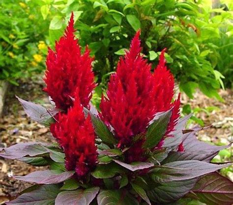 Feather Celosia Our Plants Kaw Valley Greenhouses A52