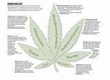 Major Marijuana Companies