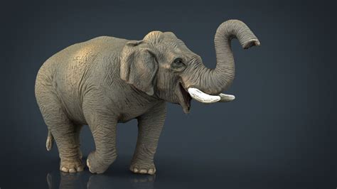 D Model Asian Elephant Vr Ar Low Poly Cgtrader