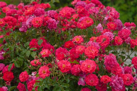 7 Easy To Care For Rose Bushes To Check Out Before You Buy