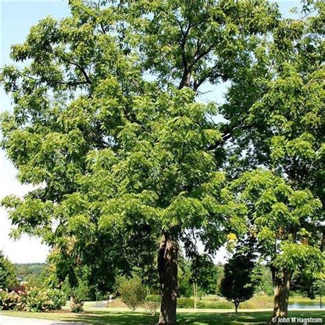 Black Walnut Tree Live Tree Beautiful Tree Shade Etsy In 2021 Black Walnut Tree Live Tree