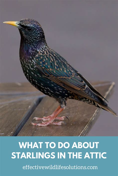 How To Get Rid Of Starlings Apartments And Houses For Rent