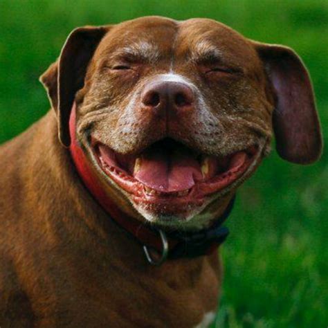 10 Dogs Who Are Just Really Excited To Be Entered In Our