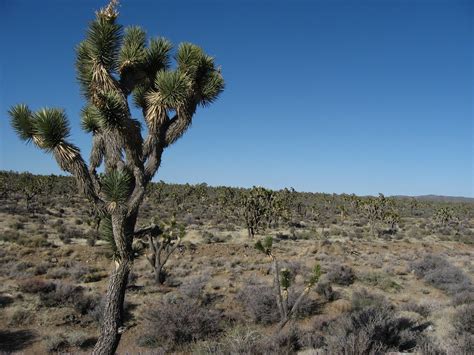 Joshua Tree Forest Sr 164 7 Yucca Brevifolia Is A