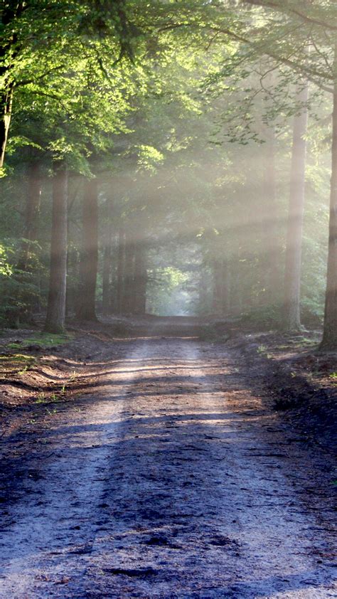 Forest Wallpaper 4k Path Trees Outdoor Woods Sunlight Nature 2732