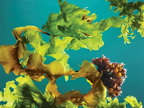 Ocean Plants National Geographic Society