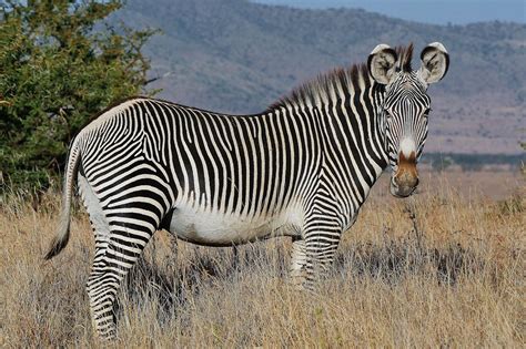 Dig Those Crazy Stripes Grévys Zebra Equus Grevyi Flickr