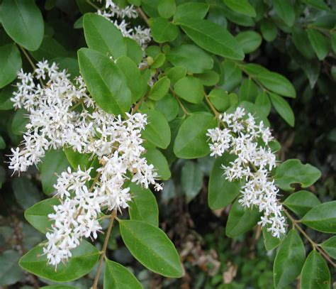The next bush with white flowers is a very popular garden shrub…hydrangeas. Using Georgia Native Plants: May 2011