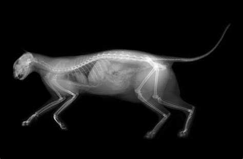 What Is A Cat X Ray And What Can It Tell Your Vet The Frisky