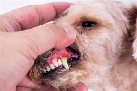 Healthy Gums In Dogs