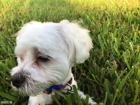 White Pure Bread Maltese Stud Dog In Sarasota The United States