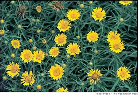 Jetzt bloom einfach bei douglas bestellen und 2 gratisproben sichern! Almanac of perennial blooming times - SFGate
