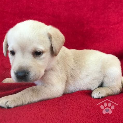 If you do not have space for this, then do not put your puppy near the entrance. Hi, I'm Ollie. I am a loving Male Labrador Retriever. I am ...
