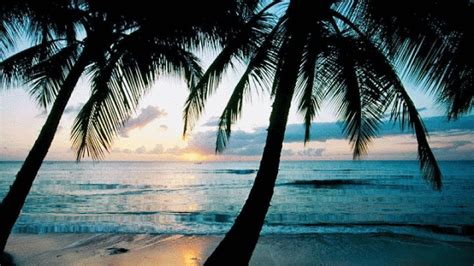 Αποτέλεσμα εικόνας για Palm Tree By Night  Beautiful Beaches