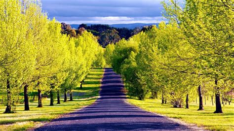 Road Slope Between Green Trees With Landscape View Of Mountains Hd