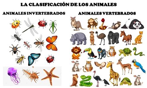 Ejemplos De Animales Vertebrados E Invertebrados Segun Su Clasificacion
