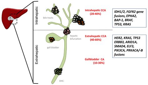 Jcm Free Full Text Molecular Subtypes And Precision Oncology In