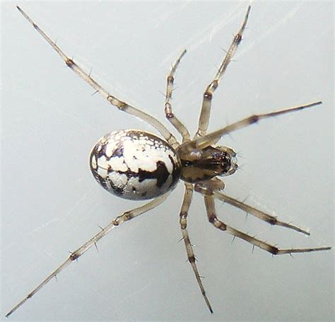White Spider Identification