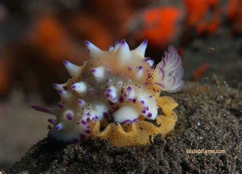 Seeing slug and snail damage in your garden? Nudibranch with eggs | Sea slug, Slugs, Sea