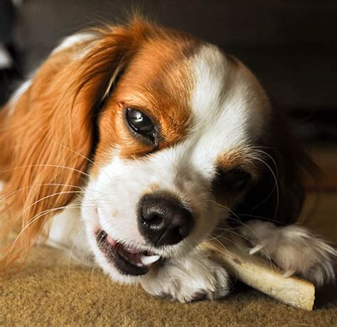 Das vorläufige zahnen eines welpen kann als abgeschlossen wenn sie ähnliche artikel lesen möchten wie wann bekommen hunde zähne? Mundgeruch beim Hund - Warum? Was hilft? + 11 Tipps gegen ...