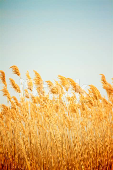 Yellow Reeds Blowing In The Wind Stock Photo Royalty Free Freeimages