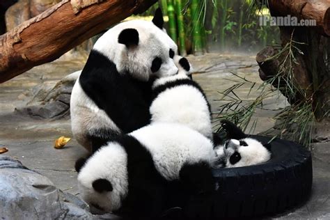Someones Got Her Hands Full Baby Pandas Giant Pandas Panda Love