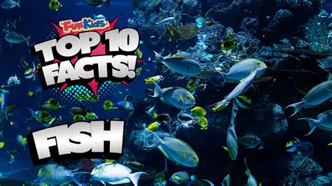 Top 10 Facts About Fish Fun Kids The Uks Childrens Radio Station