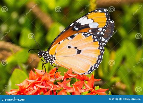 La Mariposa Llana Del Tigre Chrysippus Del Chrysippus Del Danaus Foto