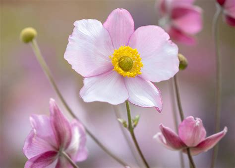 How To Plant Grow And Care For Anemones Sarah Raven