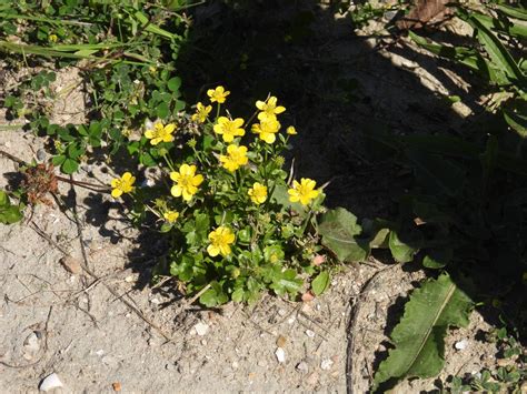 Photo Hairy Buttercup Ranunculus Sardous Observation Org