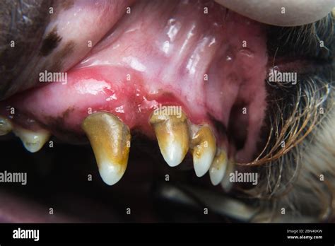 Dog With Gingivitis And Teeth With Tartar Stock Photo Alamy