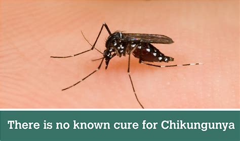 Tìm Hiểu Về Virus Chikungunya CỬa LƯỚi ChỐng MuỖi Insect Screen Viet