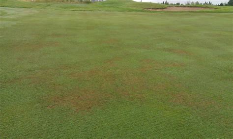 Fine Fescue As A Disease Management Strategy At Northland Country Club