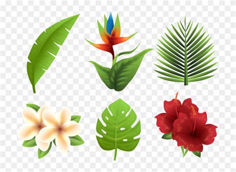 Tropics Euclidean Vector Flower Vector Tropical Plants Png Free