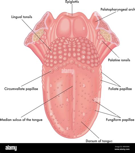 Anatomy Of Tongue Anatomy Of Tongue Images Empiretory