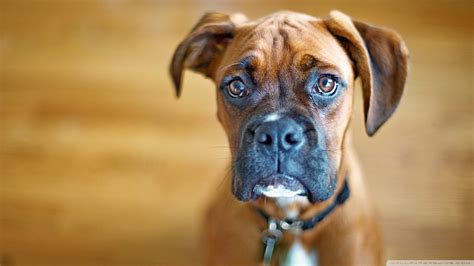 Follow the vibe and change your wallpaper every day! Close-up nature animals dogs sad boxer dog wallpaper | AllWallpaper.in #7061 | PC | en