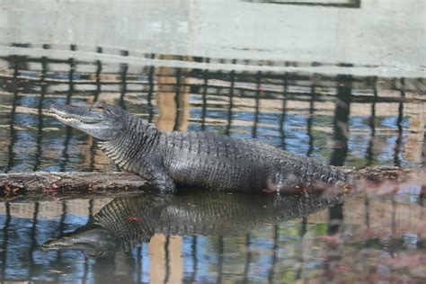 Kidzone American Alligator Zoochat
