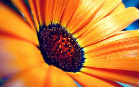 Orange Flower Macro Spring Flowers Hd Wallpaper Peakpx