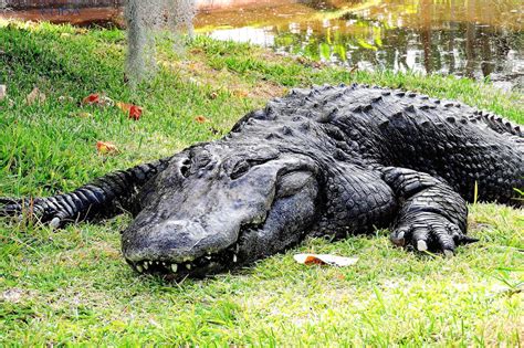 American Alligator Facts, History, Useful Information and Amazing Pictures