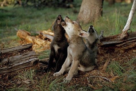 The Language Of Wolves Living With Wolves