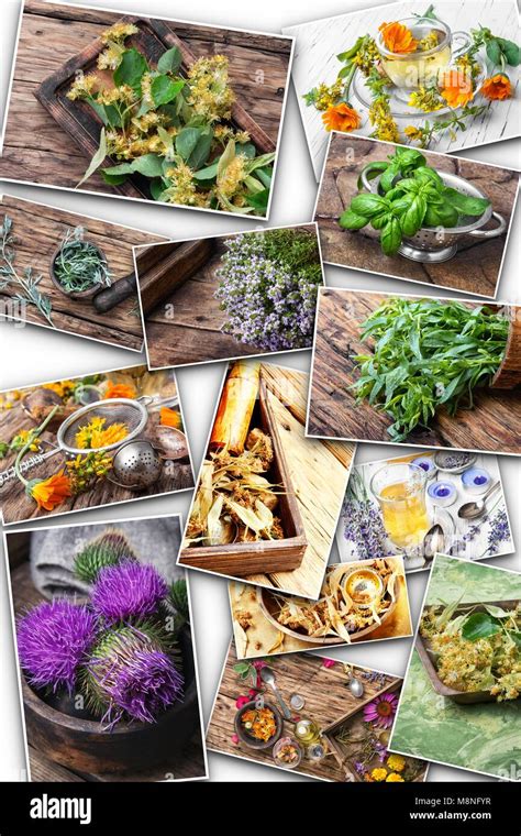 Collage With Large Assortment Of Medicinal Herb And Plantsherbal